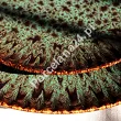 Komplet talerzy na 6 osób (18 el.) Lubiana - Stoneware Jade